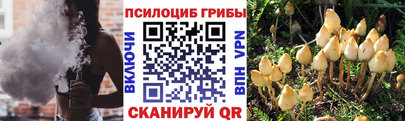 купить  цена  Кириши  Галлюциногенные грибы прущие грибы 